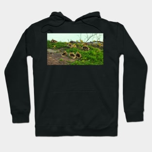 Multiple Young Canada Goose Goslings Resting In The Grass Hoodie